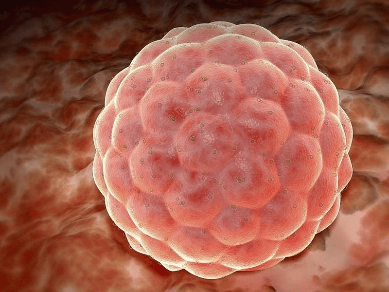 囊胚
